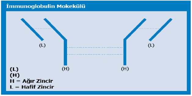 \"\"